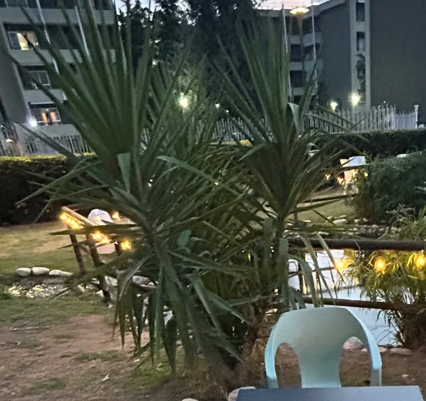 Palma e vegetazione nel giardino